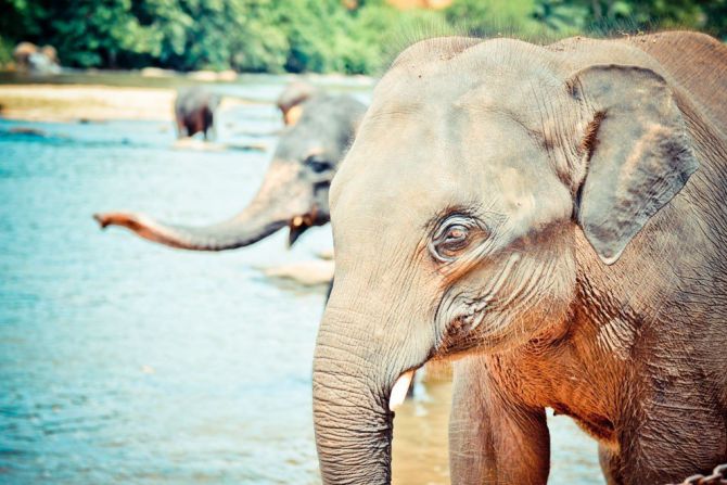 Pinnawala Elephant